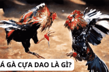 Top 5 Đấu Trường Đá Gà Cựa Dao Nổi Tiếng